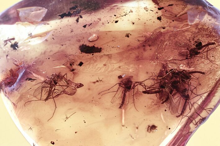 Detailed Fossil True Midge Swarm (Chironomidae) In Baltic Amber #330676